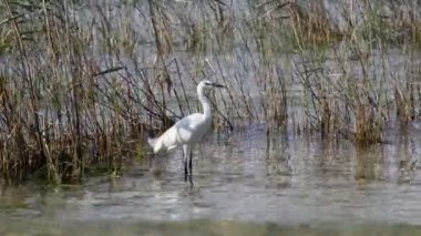 Gölde beyaz balıkçıl