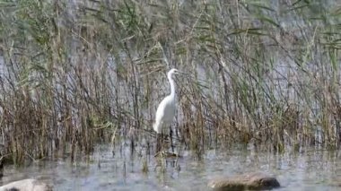 Gölde beyaz balıkçıl