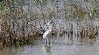 Gölde beyaz balıkçıl