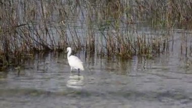 Gölde beyaz balıkçıl