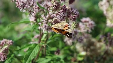 kır çiçeği üzerinde Kelebek
