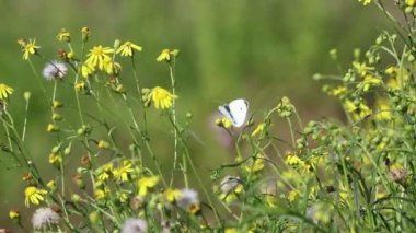 kır çiçeği üzerinde Kelebek