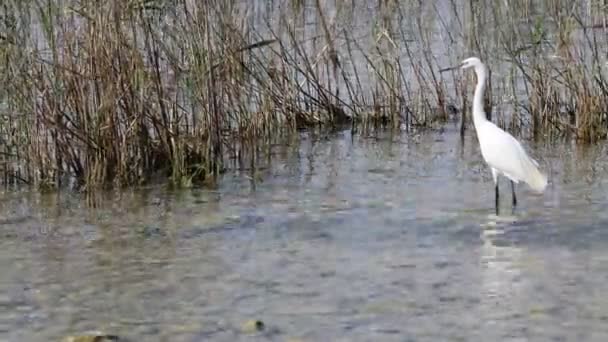 Garza blanca en el lago — Vídeo de stock