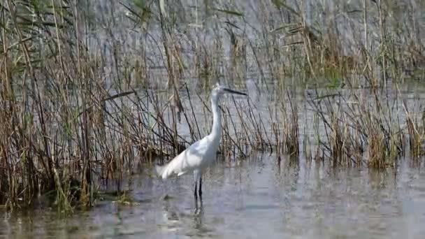 White heron at lake — Stock Video