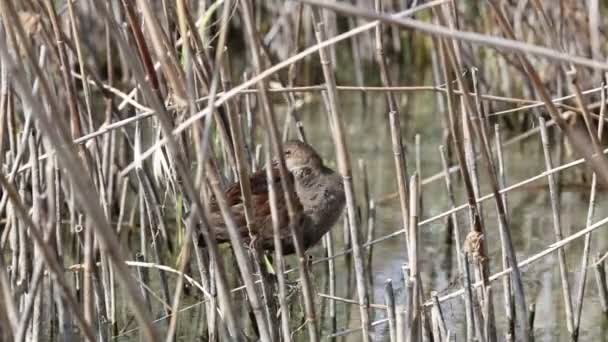 里面的芦苇叶子鸟 — 图库视频影像