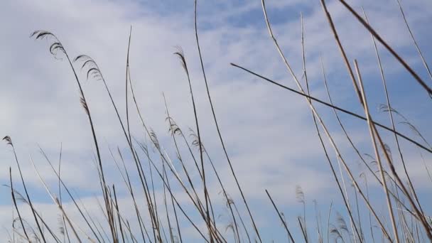 野花在风中带着多云的天空 — 图库视频影像