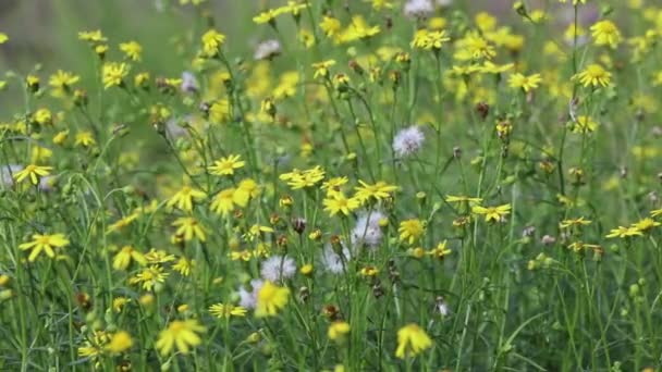 Flor silvestre en el prado — Vídeo de stock