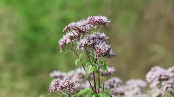 Abeja en flor silvestre — Vídeos de Stock