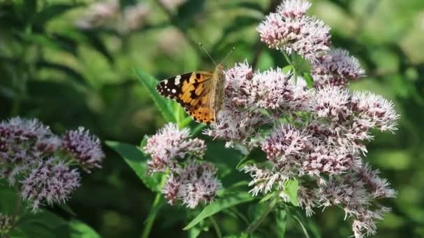 Mariposa en flor silvestre — Vídeos de Stock