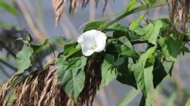 Çayırda kır çiçeği