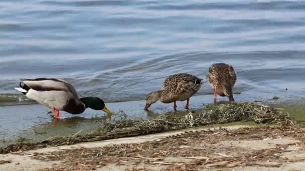 Eend eten op lake — Stockvideo