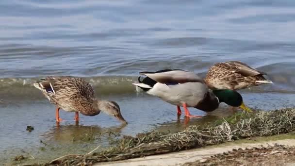 鸭子在湖上吃 — 图库视频影像