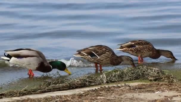 Anatra mangiare sul lago — Video Stock