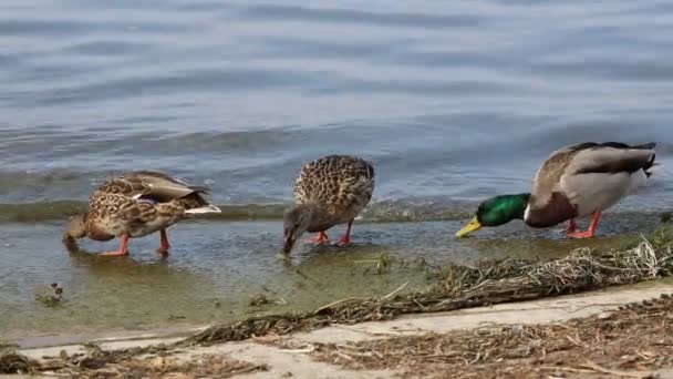 湖で食べる鴨 — ストック動画