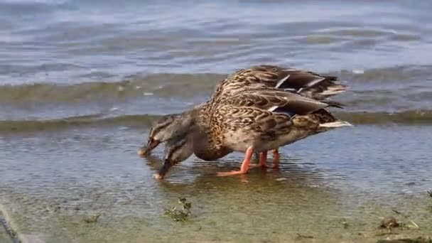 Pato comendo no lago — Vídeo de Stock