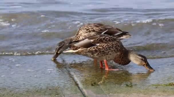 Pato comendo no lago — Vídeo de Stock