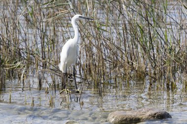 Gölde beyaz balıkçıl