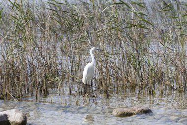 Gölde beyaz balıkçıl