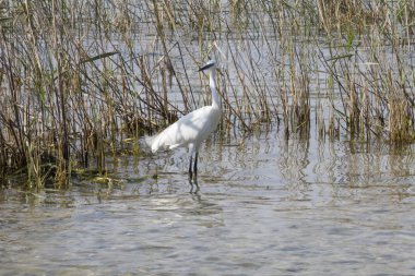 Gölde beyaz balıkçıl