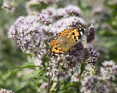 kır çiçeği üzerinde Kelebek