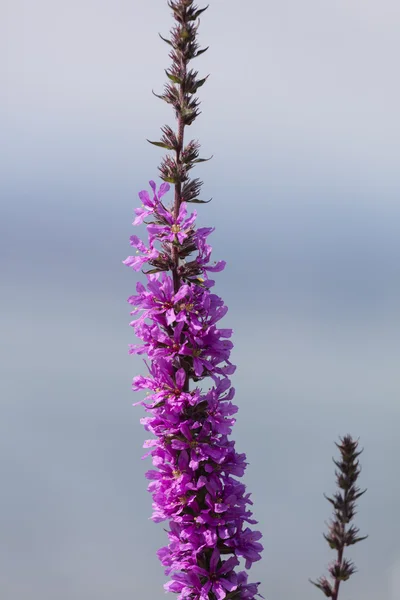 Flor silvestre no prado — Fotografia de Stock