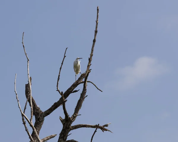 White heron on tree — Stock Photo, Image