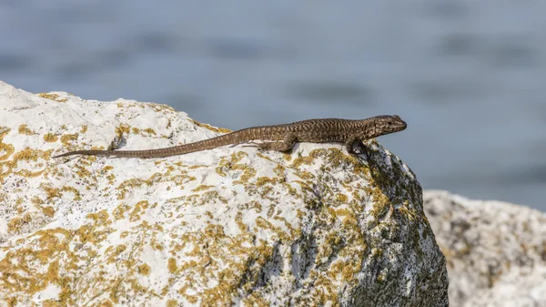 Lagarto em Rock — Fotografia de Stock