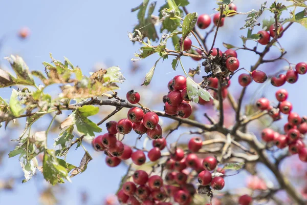 Baies rouges dans le jardin — Photo