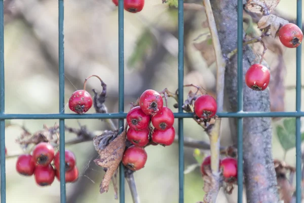 Baies rouges dans le jardin — Photo