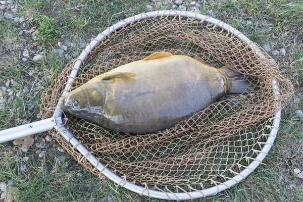 Pesca na carpa da lagoa — Fotografia de Stock