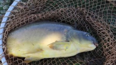 Balıkçılık, su birikintisi sazan