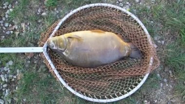 Balıkçılık, su birikintisi sazan