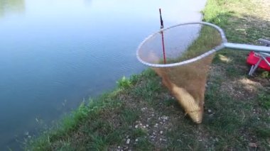 Balıkçılık, su birikintisi sazan