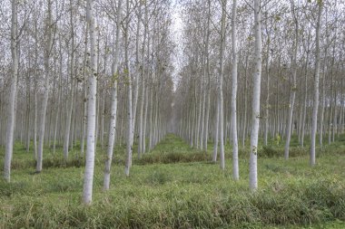 parkta büyüyen huş