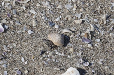 Kumsalda deniz kabukları