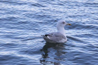 martı dinlenme denizde