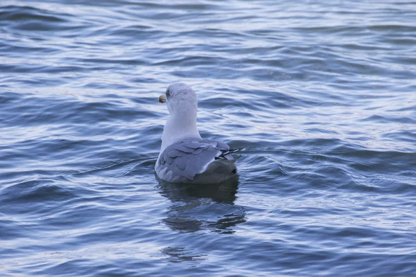seagull rest at sea