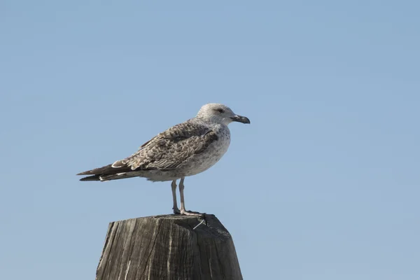 seagull rest at sea
