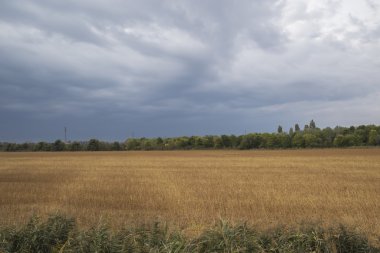 sonbaharda ekili alan