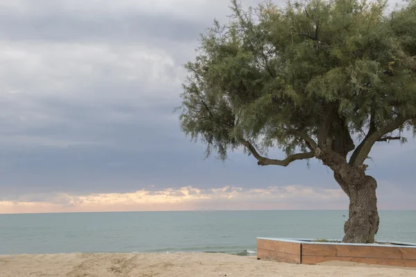 Landschaft Meer mit Baum — Stockfoto