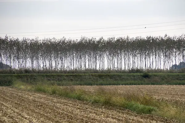 Berken boom in een rij op ontgonnen veld — Stockfoto