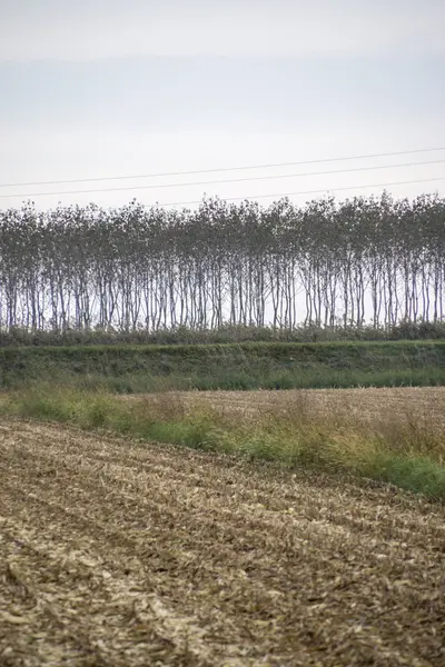 Břízy v řadě na obdělávané pole — Stock fotografie