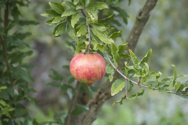 Granat na drzewa jesienią — Zdjęcie stockowe