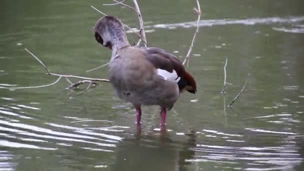Kaczek na jeziorze — Wideo stockowe