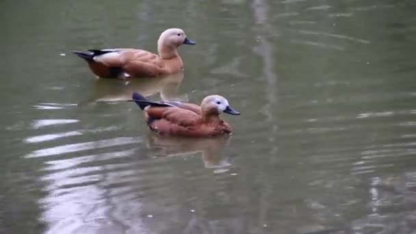 Ducks on lake — Stock Video