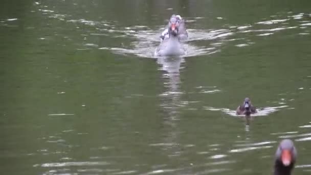 Patos en el lago — Vídeos de Stock