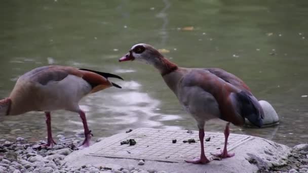 Ducks on lake — Stock Video
