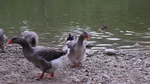 Gölde ördekler — Stok video
