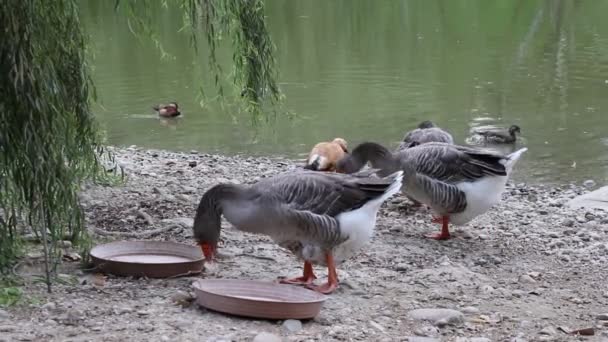 湖上的鸭子 — 图库视频影像