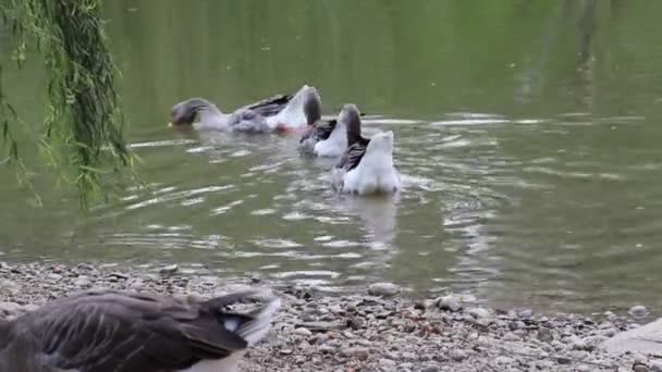 Patos en el lago — Vídeos de Stock
